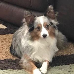 Meet your Posher, David wesley